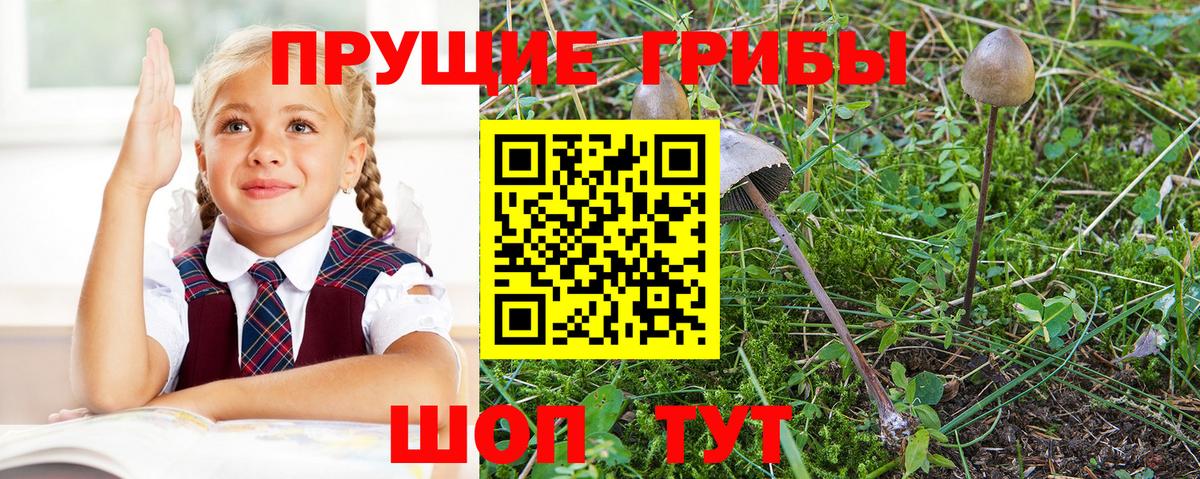 Псилоцибиновые грибы GOLDEN TEACHER  Вход с VPN  Дзержинский 